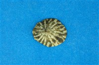 藏品(花帽青螺)的圖片